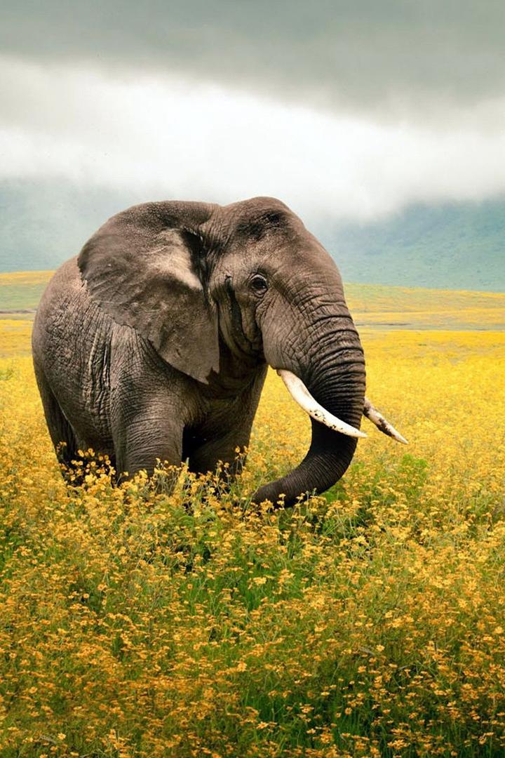 The Elephant Experience (the-elephant-experience) Документальный фильм