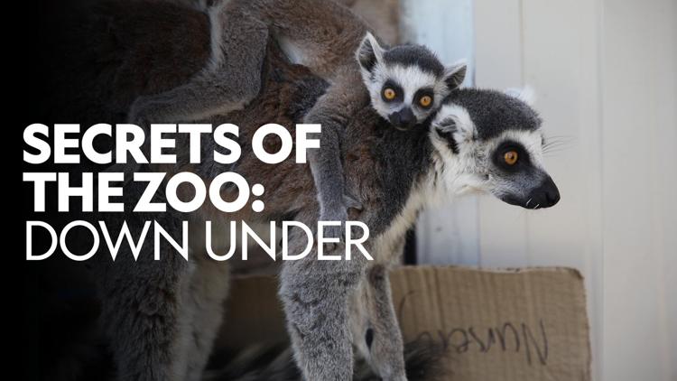 Постер Secrets of the Zoo: Down Under