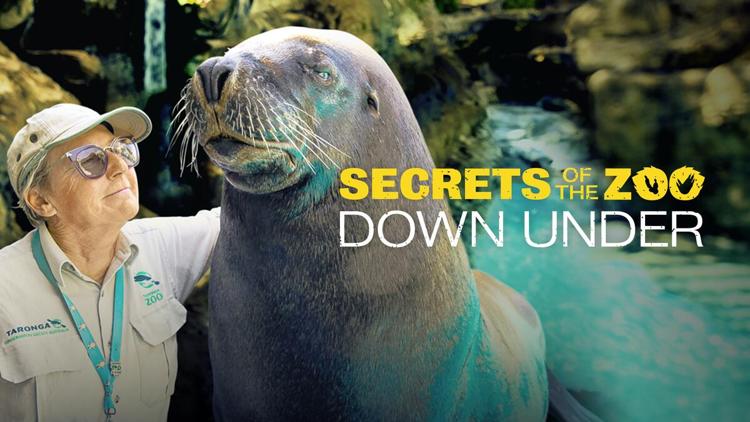 Постер Secrets of the Zoo: Down Under