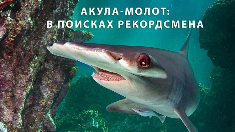 Постер Акула-молот: в поисках рекордсмена