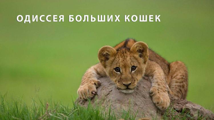 Постер Одиссея больших кошек