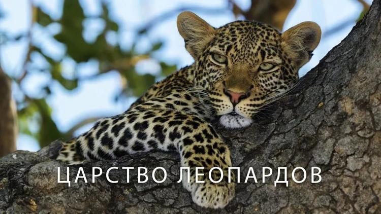 Постер Царство леопардов