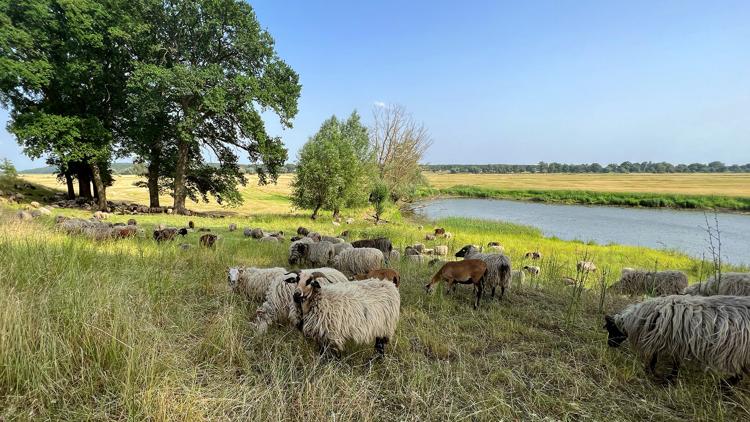 Постер Wo Brandenburg am schönsten ist - Entdeckungen in der Natur