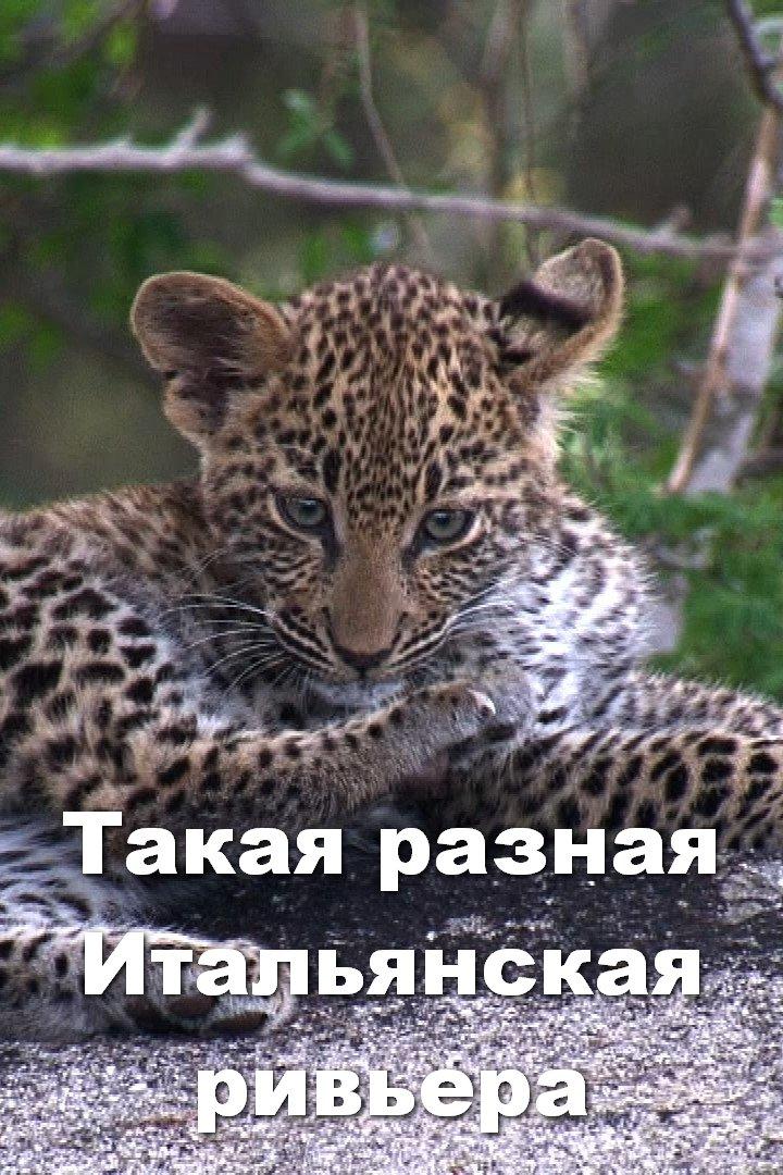 Такая разная Итальянская ривьера (takaja-raznaja-italjanskaja-rivera) Документальный фильм