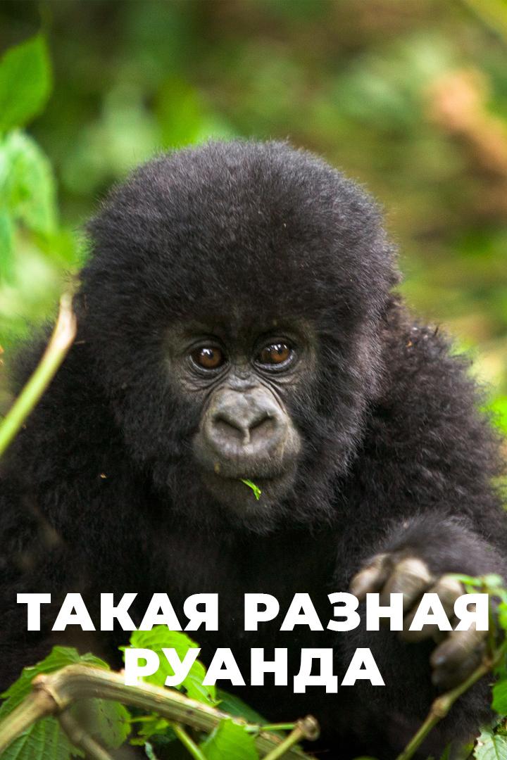 Такая разная Руанда (takaja-raznaja-ruanda) Документальный фильм