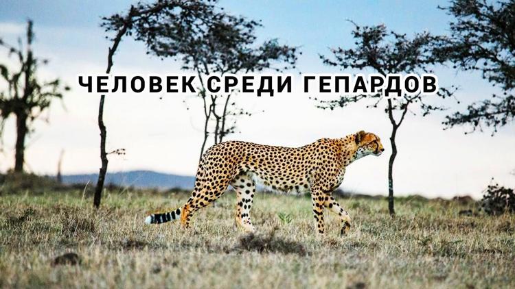 Постер Man Among Cheetahs