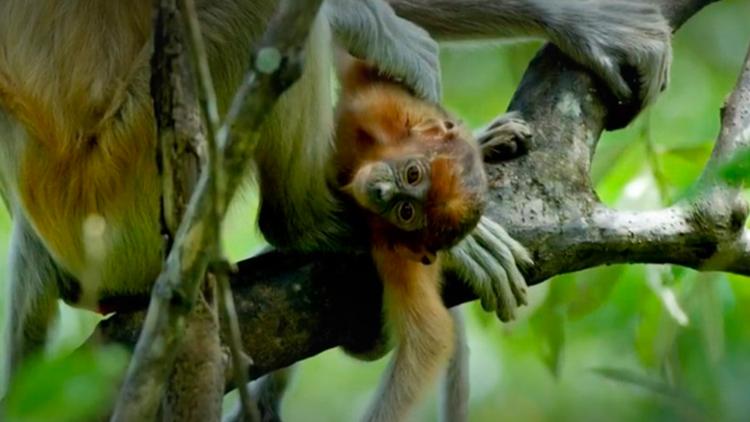 Постер Les forêts oubliées de Malaisie