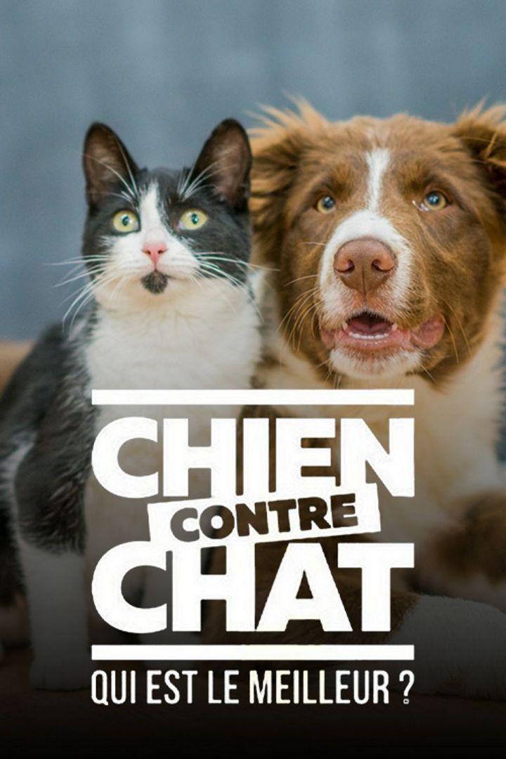 Chien ou chat : quel est le meilleur ? (chien-ou-chat-quel-est-le-meilleur) Познавательное