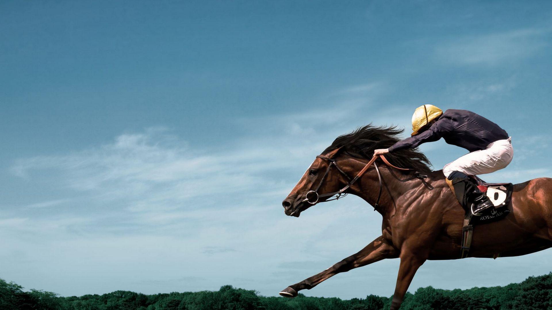 Скачки. День конного завода «Донской». Трансляция из Москвы (skachki-den-konnogo-zavoda-donskoj-transljatsija-iz-moskvy) Спорт