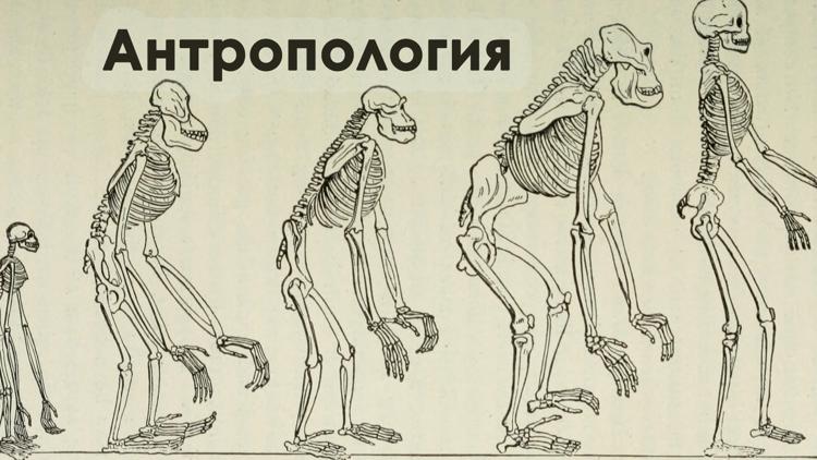 Постер Антропология