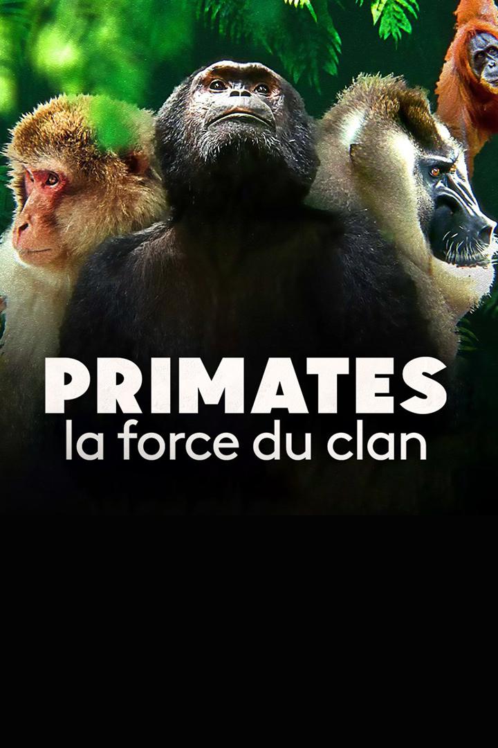 Primates (primates) Документальный сериал