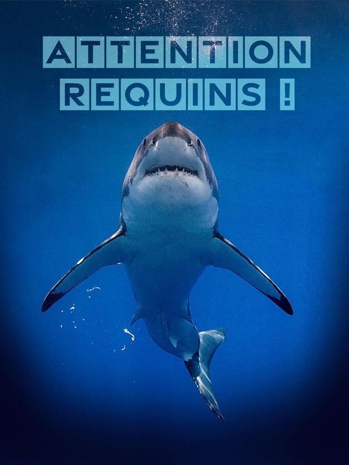 Attention requins! (attention-requins) Документальный фильм