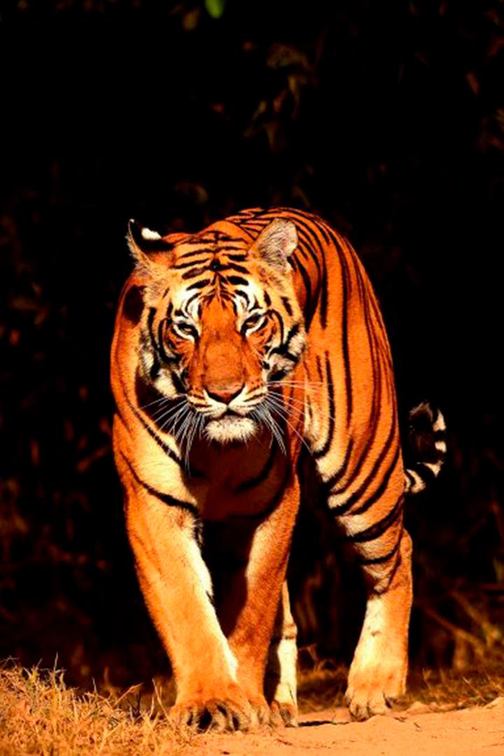 Индия 3D: Национальный парк Канха (indija-3d-natsionalnyj-park-kanha) Документальный фильм