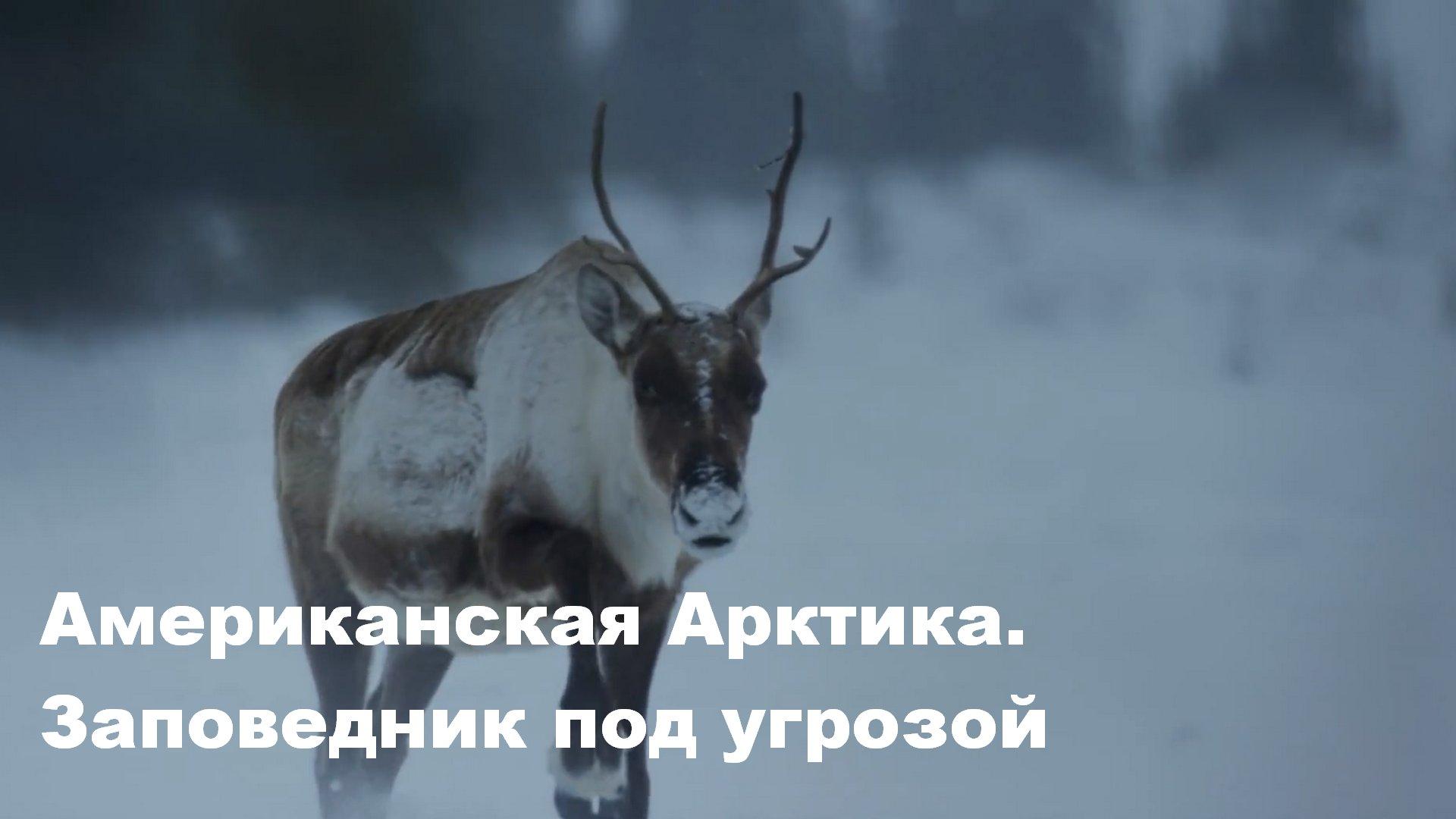 Американская Арктика. Заповедник под угрозой (amerikanskaja-arktika-zapovednik-pod-ugrozoj) Документальный фильм