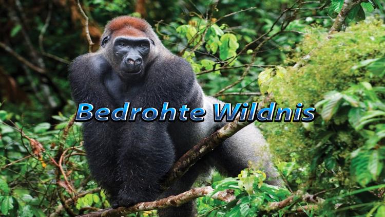 Постер Bedrohte Wildnis