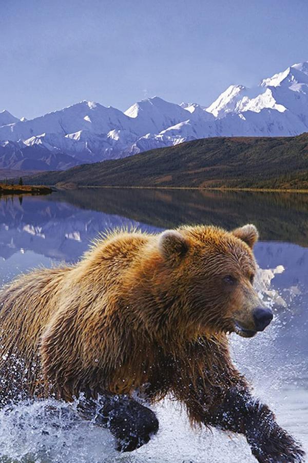Дикая природа Америки (dikaja-priroda-ameriki) Документальный фильм