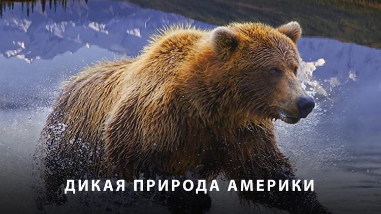 Постер Дикая природа Америки