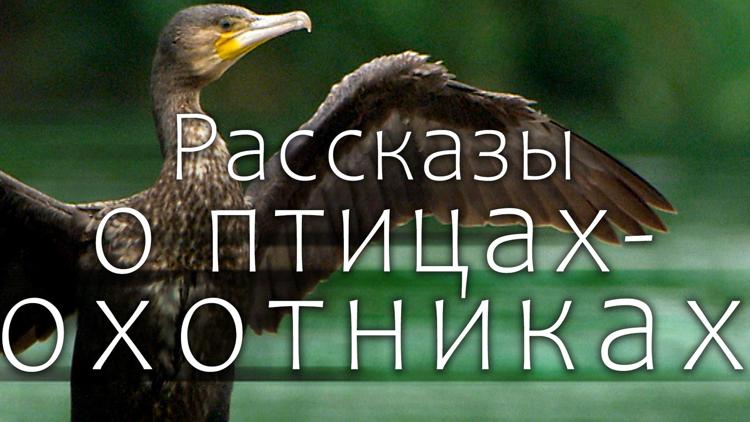 Постер Рассказы о птицах-охотниках