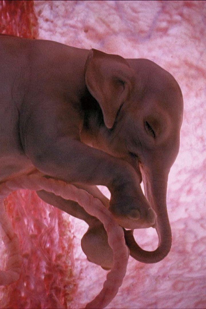 In the Womb: Animal Babies (in-the-womb-animal-babies) Документальный сериал