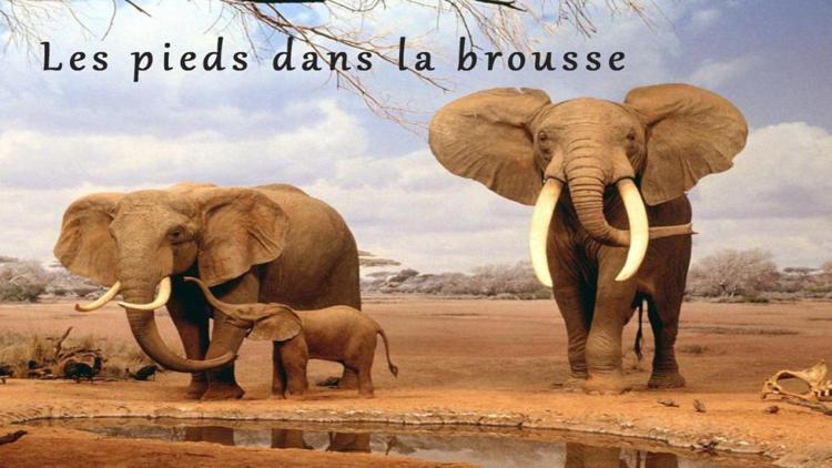 Постер Les pieds dans la brousse