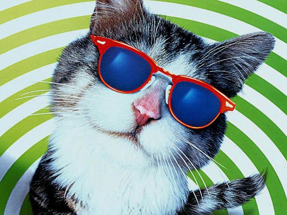 Этот ужасный кот (etot-uzhasnyj-kot) Фильм 1997