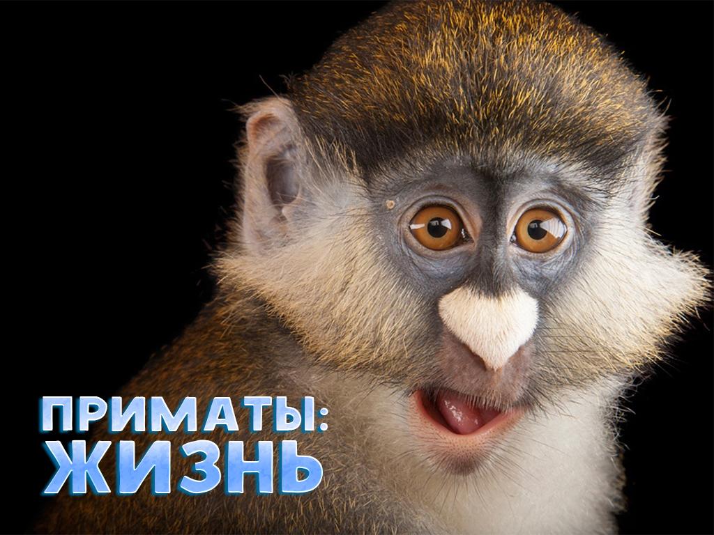 Приматы: Жизнь (primaty-zhizn) Познавательное