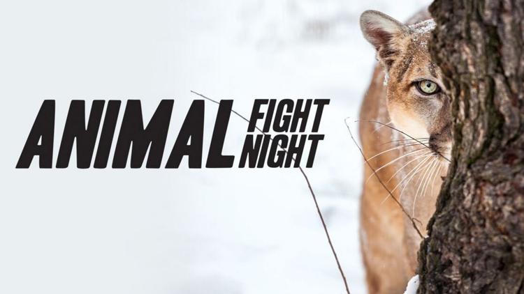 Постер Animal Fight Night