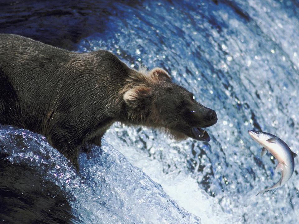 Долина гризли, или Поле битвы — Йеллоустоун (dolina-grizli-ili-pole-bitvy-jelloustoun) Документальный фильм