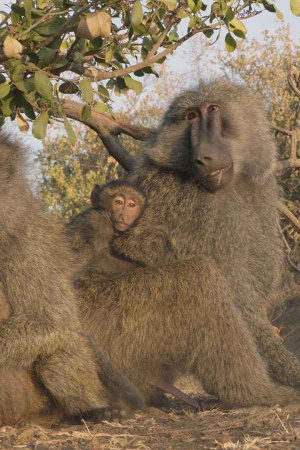 Babuinos. Una familia muy salvaje (babuinos-una-familia-muy-salvaje) Документальный фильм