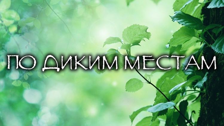 Постер По диким местам