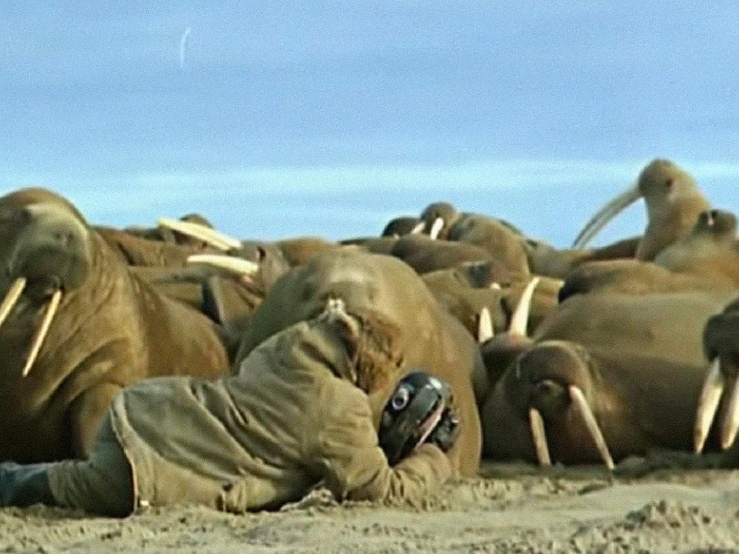 Моржи (morzhi) Документальный фильм
