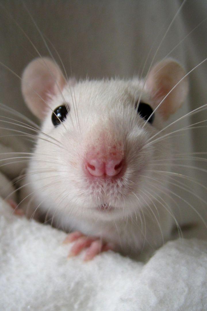 Love Rats (love-rats) Досуг, хобби
