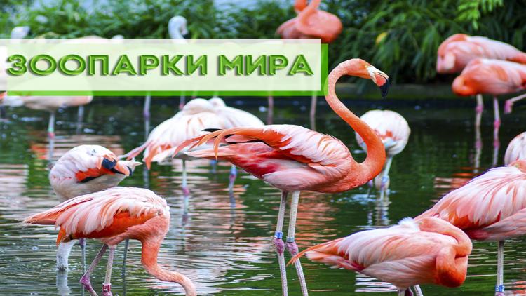 Постер Зоопарки мира