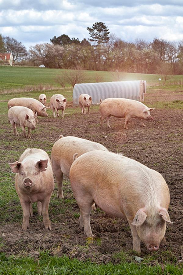 Home is Where the Farm Is (home-is-where-the-farm-is) Познавательное