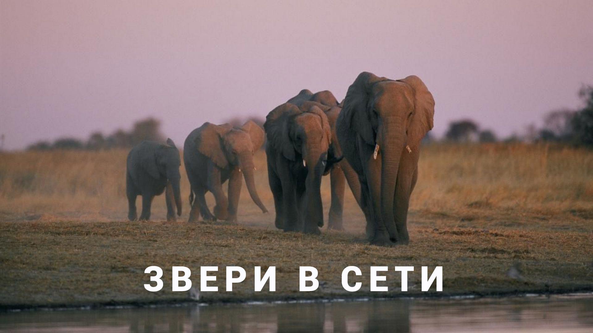 Звери в Сети (zveri-v-seti) Документальный сериал
