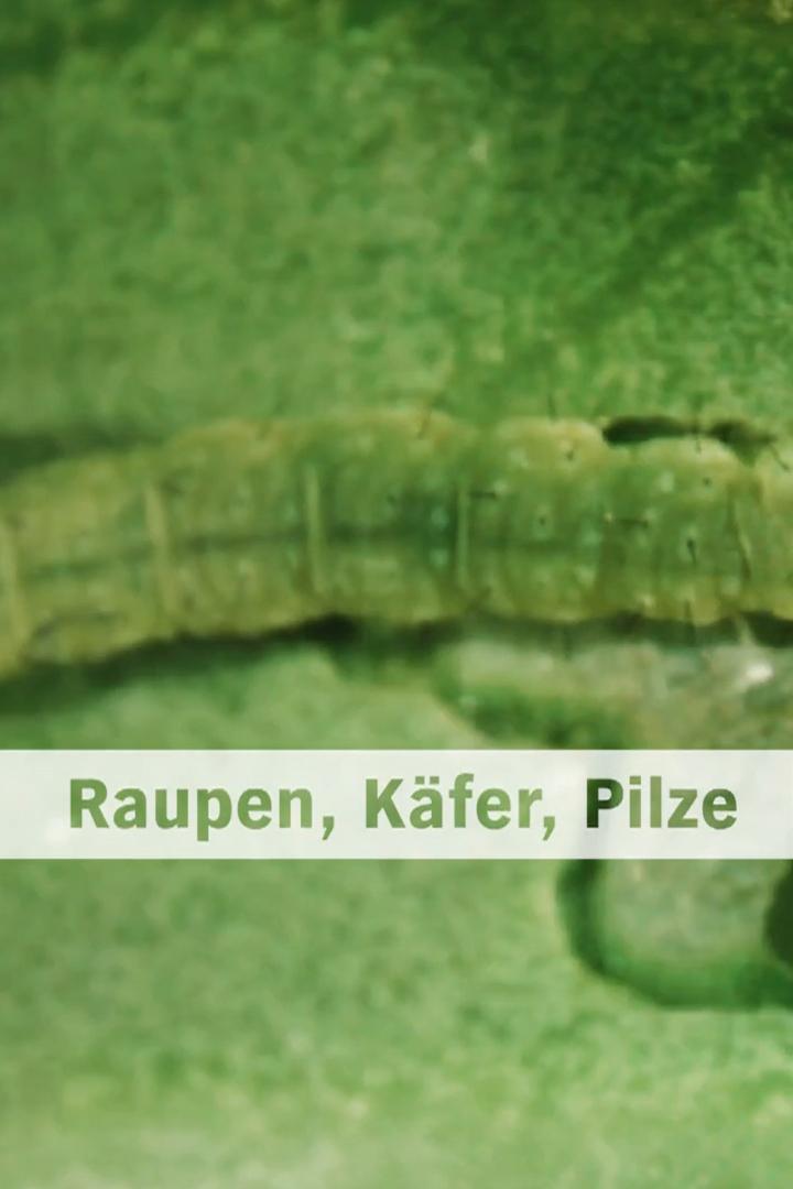 Raupen, Käfer, Pilze - Unterwegs mit dem Pflanzenschutzamt (raupen-kfer-pilze-unterwegs-mit-dem-pflanzenschutzamt) Документальный фильм