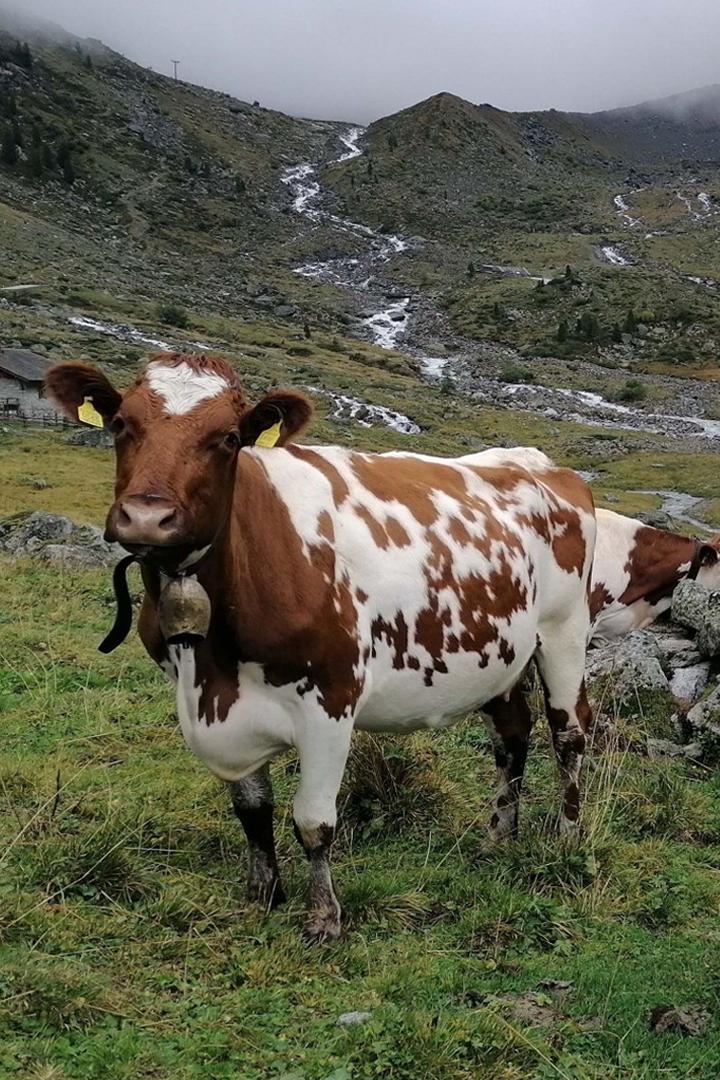 Auf uralten Pfaden - Viehtriebe im Hochgebirge (auf-uralten-pfaden-viehtriebe-im-hochgebirge) Документальный фильм