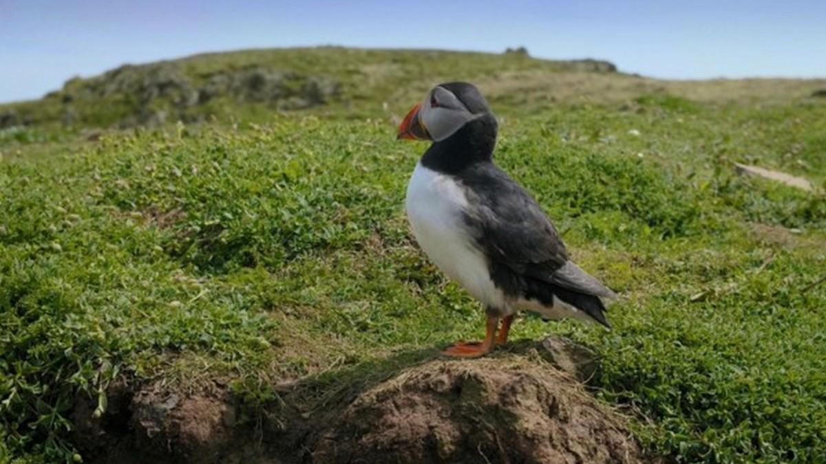 Безумный год в дикой природе (bezumnyj-god-v-dikoj-prirode) Документальный сериал