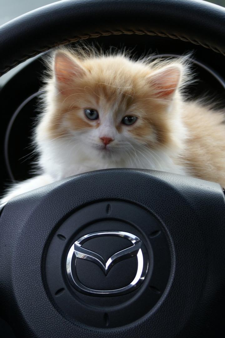 Можно ли кота приучить ездить в автомобиле (mozhno-li-kota-priuchit-ezdit-v-avtomobile) Досуг, хобби