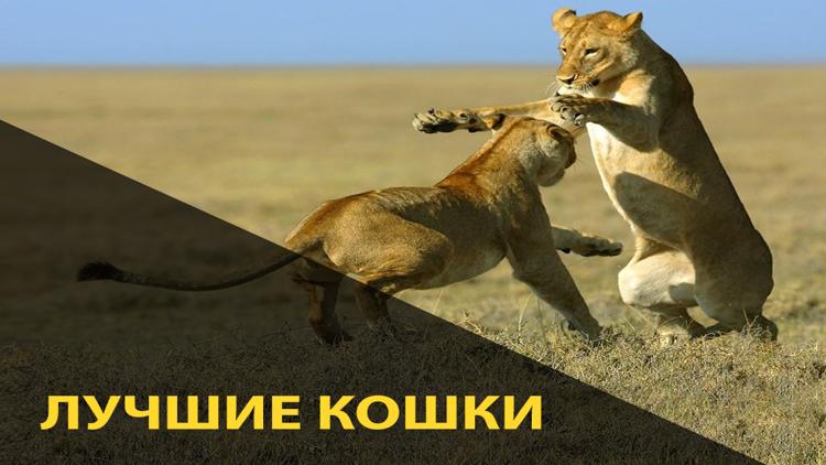 Постер Лучшие кошки