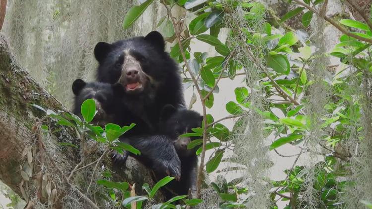 Постер La vie secrète de l'ours à lunettes