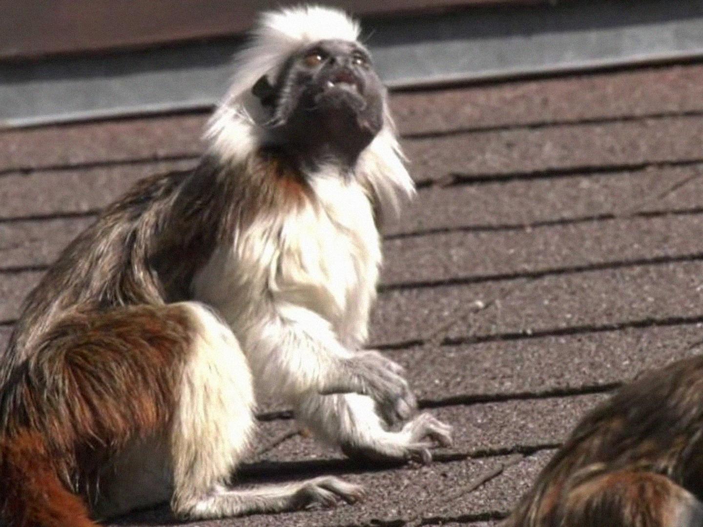 Drápkaté opičky (drpkat-opiky) Документальный фильм