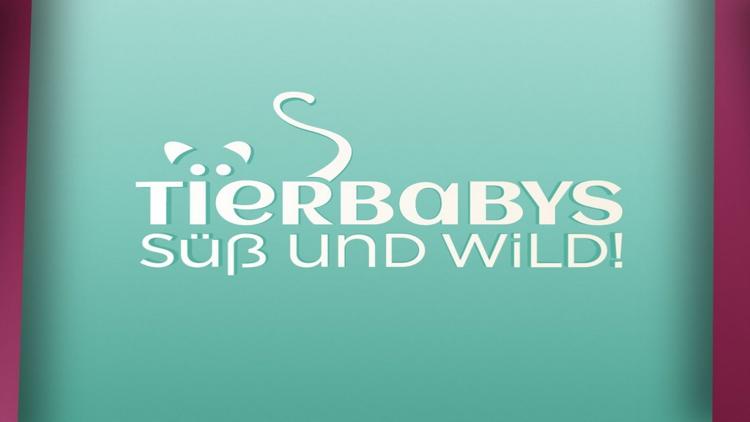 Постер Tierbabys — süß und wild!