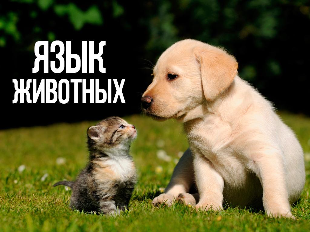Язык животных (jazyk-zhivotnyh) Документальный фильм