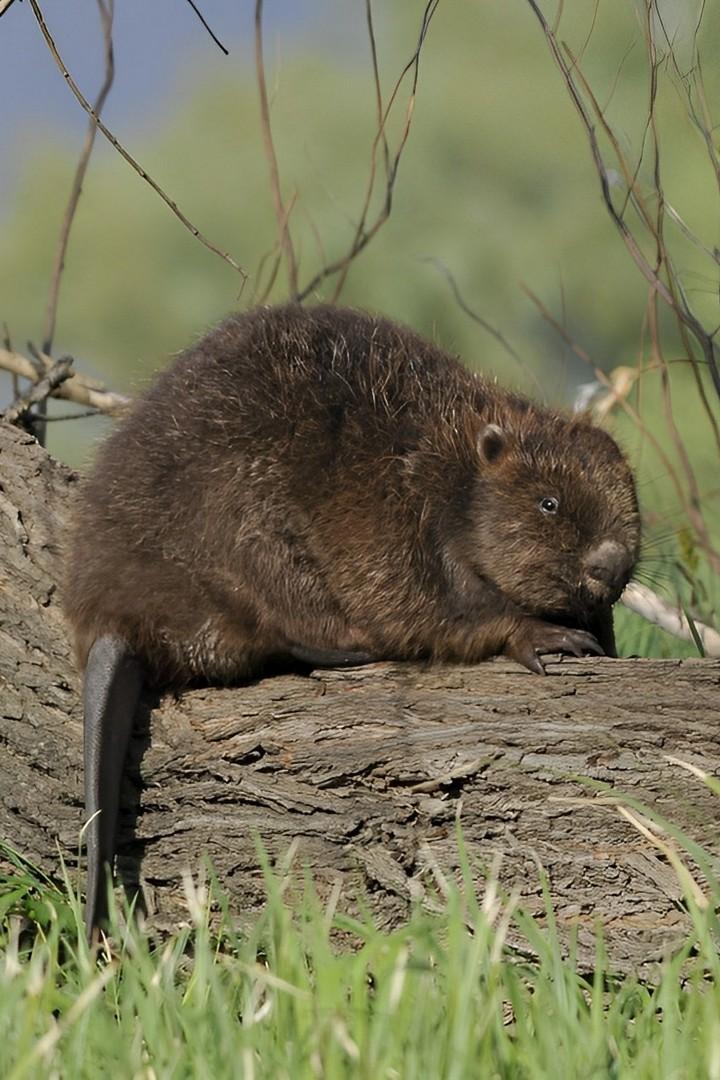 Воронежский заповедник (voronezhskij-zapovednik) Документальный фильм