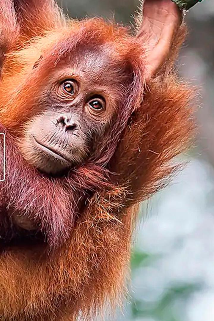 Der Doktor und die wilden Tiere (der-doktor-und-die-wilden-tiere) Познавательное