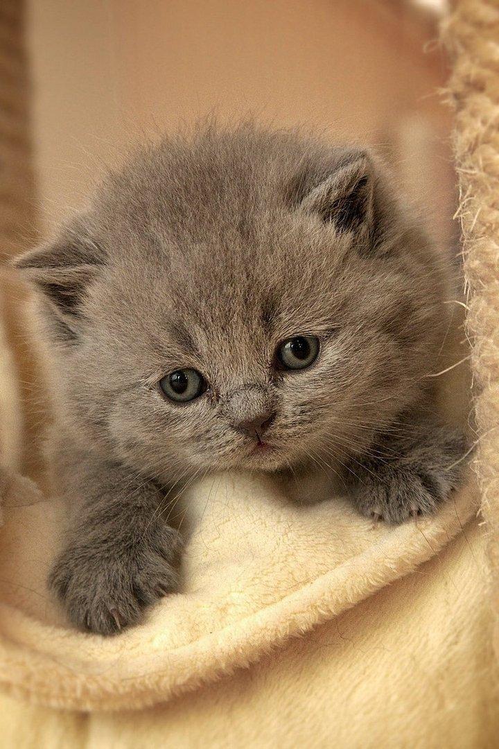 Как котенок Артик подружился с приблудным котом (kak-kotenok-artik-podruzhilsja-s-pribludnym-kotom) Досуг, хобби