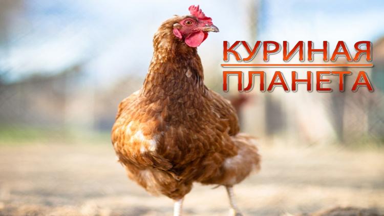 Постер Куриная планета