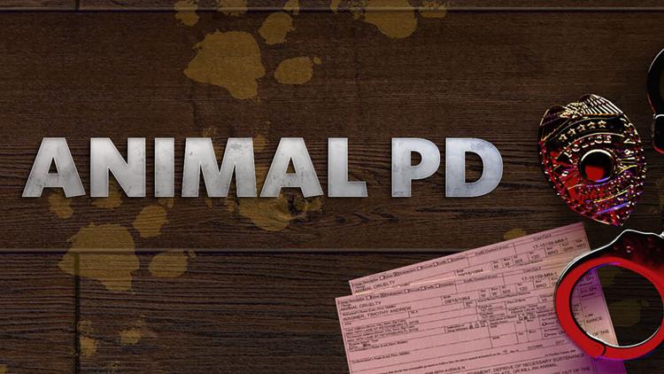 Постер Animal PD