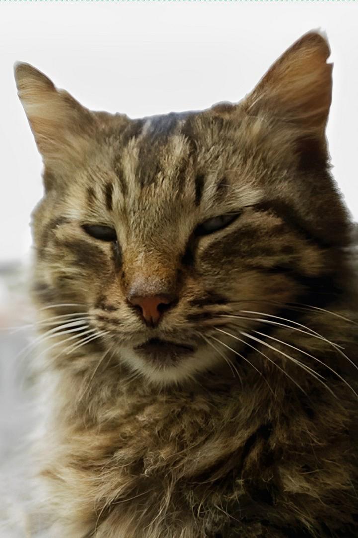 Город кошек (gorod-koshek) Документальный фильм